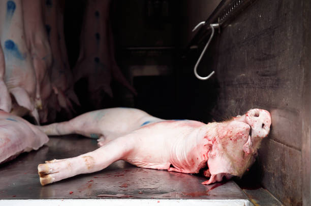 The ‘Pig Butchering’ Romance Scam: How Strangers on the Internet Are Building Your Trust Just to Slaughter Your Savings