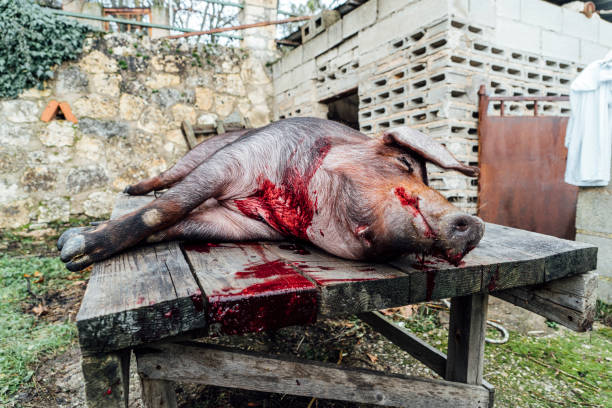 The “Wrong Number” Text: How Pig Butchering Scams Hook You