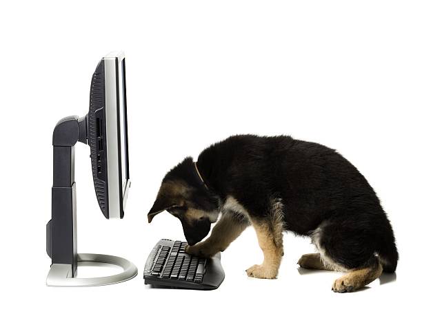 Wildfire Missing Animal Rescue Scams